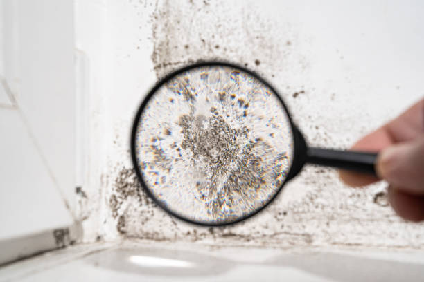 Forensic Mold Investigation in Blanco, TX