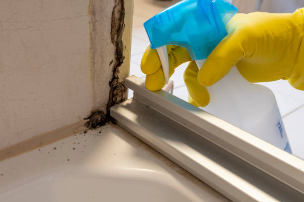 Best Residential Mold Inspection & Testing  in Blanco, TX